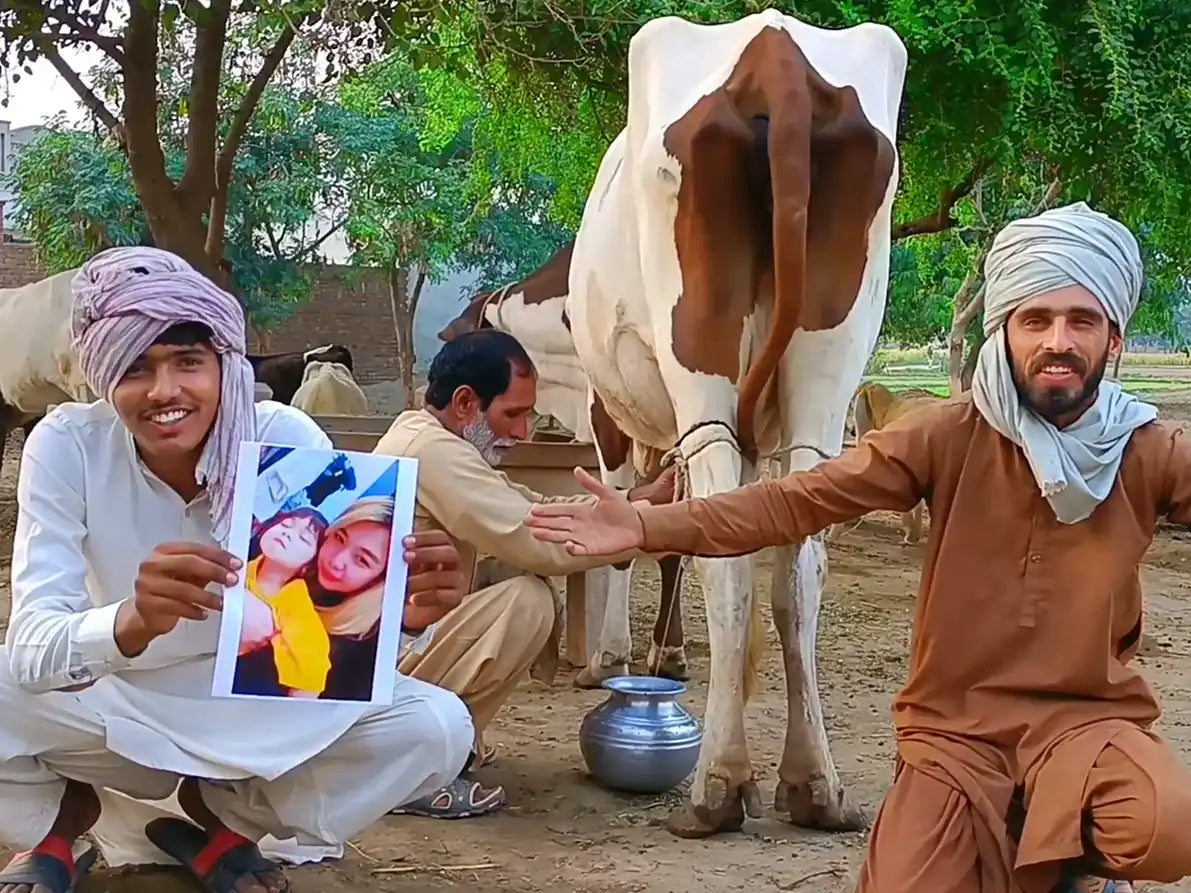 Husband While Milking